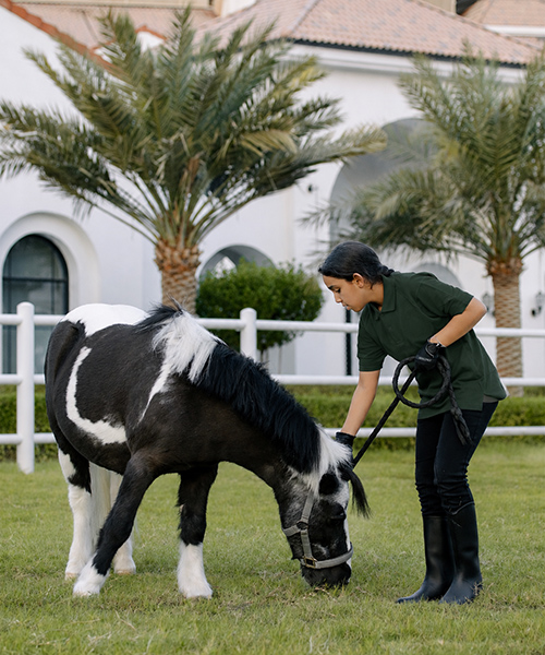 ADEC Pony Club member grooming a black and white pony under palm trees